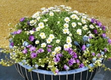 Srebrzeń, fioletowe osteospermum i drobnokwiatowa bakopa posadzone w dużym pojemniku tworzą zgrabną kopułę. Srebrzeń, fioletowe osteospermum i drobnokwiatowa bakopa posadzone w dużym pojemniku tworzą zgrabną kopułę.