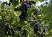 Owoce świdośliwy są smaczne na surowo, a także mrożone, suszone i w przetworach.