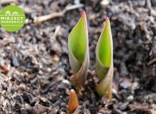 Wzrastające tulipany