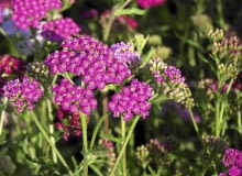 Purpurowy krwawnik 'Cerise Queen' kwitnie od czerwca do października Purpurowy krwawnik 'Cerise Queen' kwitnie od czerwca do października