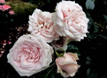 Róża 'MAJESTIC' (LACRE) Róża '