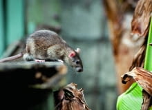 Najczęściej spotykanymi gatunkami są szczur wędrowny (Rattus norvegicus) i szczur śniady (Rattus rattus). Ten pierwszy występuje w całej Polsce, natomiast szczur śniady - w miastach portowych i na zachodzie kraju