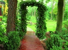 Bluszcz to szybki akrobata - aby opleść tę drewnianą konstrukcję pergoli w moim ogrodzie, potrzebował czterech lat. Bluszcz to szybki akrobata - aby opleść tę drewnianą konstrukcję pergoli w moim ogrodzie, potrzebował czterech lat.