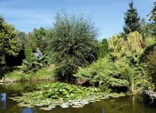 Latem staw zdobią lilie wodne. Pośród nadbrzeżnych wierzb złoci się już od września grujecznik japoński 'Pendulum'. Latem staw zdobią lilie wodne. Pośród nadbrzeżnych wierzb złoci się już od września grujecznik japoński 'Pendulum'.