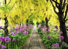 Gęste kwiatostany złotokapu Waterera 'Vossii' posadzonego w dwóch rzędach stworzyły po latach tunel niezwykłej urody Arch of Laburnum x watereri 'Vossii' underplanted with Alliums at Barnsley House, Gloucestershire.