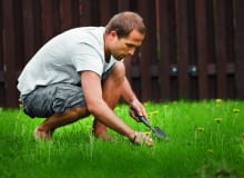 Zadbany trawnik jest oczkiem w głowie prawie każdego właściciela ogrodu. Zadbany trawnik jest oczkiem w głowie prawie każdego właściciela ogrodu.