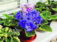 Fiołki afrykańskie zasilamy nawozem płynnym do kwitnących roślin domowych. O_Lypa shutterstock