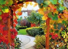 OGROD , WINOROSL JAPONSKA - PNACZE , OZDOBNE LISCIE FOT. LILIANNA SOKOLOWSKA PUBLIKACJA OGRODY NUMER SPECJALNY 1/2011 - 50 SPOSOBOW NA PIEKNY OGROD - 5 2011