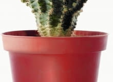Kaktusom nie szkodzi przesuszenie podłoża. Zapas wody mają przecież w zgrubiałym pędzie.