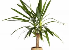 Odrost boczny juki odrywamy od "pnia" przy nasadzie.