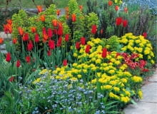 Majowa kompozycja z kęp bylin i strzelistych tulipanów Colourful border of Tulips and Euphorbia polychroma at Great Dixter SLOWA KLUCZOWE: Beet Beete Bepflanzung Blume Cottage Farbe Farben Fr´hling Garten Knolle Knollen Myosotis Raublattgew chse Tulpen Vergissmeinnicht Vergi?meinnicht anpflanzen bepflanzen blau bl´hend bunt einpflanzen gelb rot tulipa quadratisch