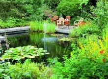 Ryby dobrze się czują w zbiorniku, w którym większa część lustra wody jest wolna od roślin. Ryby dobrze się czują w zbiorniku, w którym większa część lustra wody jest wolna od roślin.