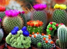 Kaktusy są uwielbiane za różnorodność kształtów, form i barw Kaktusy