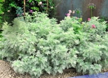 Bylica Schmidta dorasta do wysokości 30 cm i tworzy rozłożyste kępy. Wymaga słonecznego stanowiska. Bylica Schmidta dorasta do wysokości 30 cm i tworzy rozłożyste kępy. Wymaga słonecznego stanowiska.