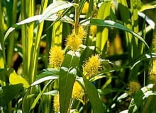 Tojeść bukietowa (Lysimachia thyrsiflora) Tojeść bukietowa (Lysimachia thyrsiflora)
