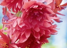 'Picotee White pink' - urodziwa odmiana o pionowych pędach o wysokości 25 cm i kwiatach o średnicy 15 cm. Polecana jest do półcienia. UWAGA ! DO JEDNORAZOWEJ PUBLIKACJIBEGONIA WIECZNIE KWITNACA , BULWIASTA PENDULA ODM. ORANGE , KWIAT , ROSLINA SEZONOWA DO DONICZEK I OGRODOWFOT. TOMASZ CIESIELSKIPUBLIKACJA OGRODY NR 4 (132) - 4 2010