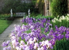 Irysy, kosaćce. Irysy bródkowe już dawno podbiły serca miłośników ogrodów. Hodowcy wciąż pracują nad tym, by ich kwiaty były coraz większe i bardziej kolorowe Irysy, kosaćce