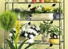 Większość kwiatów doniczkowych warto wynosić latem na taras, ale powinny mieć warunki dostosowane do ich potrzeb 07.03.2006 WARSZAWA DLA MIESIECZNIKA CZTERY KATY KWIAT KWIATY ROSLINA ROSLINY DONICZKOWE DONICZKOWA DONICZKA DONICA OSLONKI NA DONICZKE STYLIZACJA ANETA KOSIBA FOT. LUKASZ ZANDECKI / AGENCJA GAZETA PUBLIKACJA CZTERY KATY NR 5 (175) - 5.2006 SLOWA KLUCZOWE: CZTERY KATY ROSLINY ZDJĘCIE DO WKŁADKI: PUBLIKACJA CZTERY KATY NR 5 (175) - CZASOPISMA