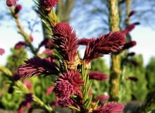 Kolorowe przyrosty iglaków mogą zaskoczyć nawet wytrawnego ogrodnika bogactwem barw i form. Na zdjęciu świerk pospolity 'Rydal' Kolorowe przyrosty iglaków mogą zaskoczyć nawet wytrawnego ogrodnika bogactwem barw i form. Na zdjęciu świerk pospolity 'Rydal'