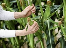 Kukurydzę zbieramy po 3 tygodniach od ukazania się nitek na kolbach Kukurydzę zbieramy po 3 tygodniach od ukazania się nitek na kolbach