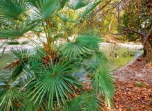 Mocnym zielonym akcentem są dorodne liście palmy szorstkowca Fortunego (Trachycarpus fortunei) - jesienią wspaniale komponują się z przebarwionymi liśćmi platanów. Mocnym zielonym akcentem są dorodne liście palmy szorstkowca Fortunego (Trachycarpus fortunei) - jesienią wspaniale komponują się z przebarwionymi liśćmi platanów.