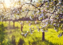 Z początkiem maja zaczynają kwitnąć jabłonie.Najpierw nieśmiało kwitną wcześniejsze odmiany, ale już niedługo dołączają do nich wszystkie drzewa i świat znowu 'nie jest taki zły'. Oby tylko wiosenne przymrozki nie zniszczyły kwiatów. Z początkiem maja zaczynają kwitnąć jabłonie.Najpierw nieśmiało kwitną wcześniejsze odmiany, ale już niedługo dołączają do nich wszystkie drzewa i świat znowu 'nie jest taki zły'. Oby tylko wiosenne przymrozki nie zniszczyły kwiatów.