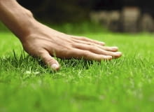 Quiz Czy wiesz jak oszczędzać w ogrodzie?