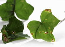 Plamistość liści bluszczu Plamistość liści bluszczu