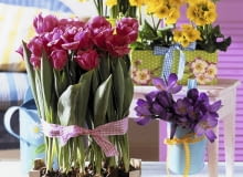 Narzissen, Primeln, Krokus und Tulpen in Kisten und Spankorb SLOWA KLUCZOWE: Balkon Balkons Blume Blumen Blumenkiste Deco Decoration Deko Fr´hjahr Fr´hling Fr´hlingsblume Fr´hlingsblumen Fr´hlingsdekoration fr´hlingshaft Holzkiste Holzkisten Kiste Kisten Krokus Krokusse Narzisse Narzissen Niemand Pflanzen Primel Primeln Spankorb Spank^rbe Topf Topfblume Topfblumen Topfpflanzen Vorfr´hling Hochformat