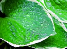 Poniżej krople wody działają jak soczewki skupiające promienie.