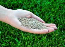 Zanim wysiejemy nasiona musimy mieć pewność, że podłoże jest oczyszczone z chwastów i śmieci