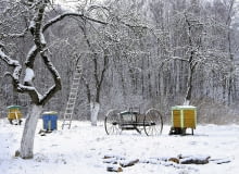 Na początku lutego należy powtórzyć bielenie pni i grubych konarów drzew owocowych mlekiem wapiennym. Odmiany ozdobne można zabezpieczyć, przywiązując do pni od ich południowej strony długie deski Na początku lutego należy powtórzyć bielenie pni i grubych konarów drzew owocowych mlekiem wapiennym. Odmiany ozdobne można zabezpieczyć, przywiązując do pni od ich południowej strony długie deski