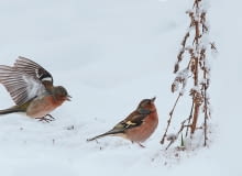 ZIĘBY ZIMĄ nie pogardzą suchymi owocostanami komosy, rudbekii czy floksów. ZIĘBY ZIMĄ nie pogardzą suchymi owocostanami komosy, rudbekii czy floksów.