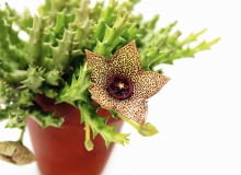 Gdy kwiat stapelii przekwitnie, może się zawiązać owoc.