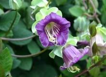 KOBEA PNĄCA(Cobea scandens) zadziwia ciekawymi, fioletowymi i białymi kielichami, ale gdy lato jest zimne, zakwita późno. Dlatego najlepiej kupić w maju jej rozsadę. Kobea ma również dekoracyjne owoce. PAŁCZATKA(Eccremocarpus scaber) dorasta do wysokości 3 m. Kwiaty w kształcie trąbek o słonecznych kolorach zdobią roślinę od lipca do października. Wysiew - pod osłonami w lutym lub w marcu. Cobea scandens