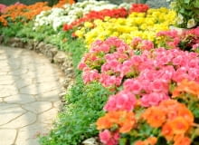 Begonia dragon - kompozycje begonia dragon kompozycje kwiatowe