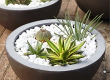 Kompozycje w kamiennych misach powstały głównie z różnych gatunków agaw oraz wilczomleczów. Succulents SLOWA KLUCZOWE: Kerne Luc Klinkhamer Perennial Steine Sukkulente eingetopft Hochformat