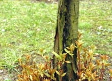 Pękające pnie drzew