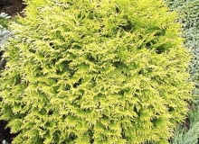 Żywotnik zachodni 'Golden Globe'. Tuje, iglaki, krzewy ozdobne OLYMPUS DIGITAL CAMERA