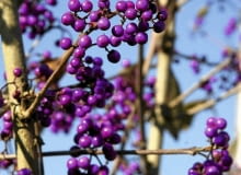 Pięknotka bodiniera w stanie bezlistnym Pięknotka bodiniera w stanie bezlistnym