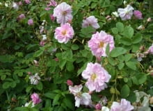 Róża damasceńska Kazanlik (syn. Trigintipetala), róża olejkowa z Bułgarii Róża damasceńska Kazanlik (syn. Trigintipetala), róża olejkowa z Bułgarii