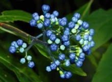 Chang Shan - młody kwiatostan, po lewej - sproszkowany korzeń. Ekstrakt z korzenia: 90 kapsułek po 400 mg, kosztuje ok. 80 zł. Chang Shan - młody kwiatostan, po lewej - sproszkowany korzeń. Ekstrakt z korzenia: 90 kapsułek po 400 mg, kosztuje ok. 80 zł.