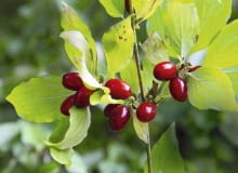 Zdrowy dereń jadalny może dożyć 100 lat. Nie należy go przesadzać ani zalewać. Zdrowy dereń jadalny może dożyć 100 lat. Nie należy go przesadzać ani zalewać.