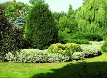 Trzmielinowa obwódka jest bardzo efektowna. Aby stworzyć taką jak na zdjęciu, potrzeba kilku lat. Trzmielinowa obwódka jest bardzo efektowna. Aby stworzyć taką jak na zdjęciu, potrzeba kilku lat.