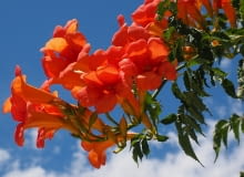 Milin amerykańki Milin amerykańki