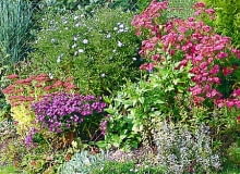 11.10.2002 JULIANOW KOLO PIASECZNA OGROD PRYWATNY WLASCICIEL PAN PULWARSKI JESIEN RABATA BYLINOWA KWIATY ASTER NOWOANGIELSKI NOWOBELGIJSKI MARCINKI MIETA ROZCHODNIK OLBRZYMI SEDUM SPECTABILE FOT PAWEL SLOMCZYNSKI / AGENCJA GAZETA