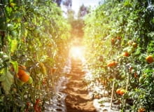 Co posadzić w tunelu foliowym? Co posadzić w tunelu foliowym?