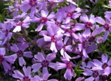 Gęste, zimozielone pędy floksa szydlastego tworzą zbitą darń. Najobficiej kwitną w pełnym słońcu. Po kwitnieniu floks warto przyciąć. 16.05.2005 WARSZAWA