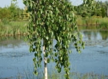 Brzoza pożyteczna 'Long Trunk' (Betula utilis 'Long Trunk') Brzoza pożyteczna 'Long Trunk' (Betula utilis 'Long Trunk')