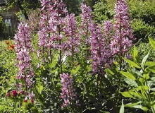 03.06.2003 CELESTYNOW WOJEWODZTWO MAZOWIECKIE OGROD PRYWATNY BYLINY DYPTAM JESIONOLISTNY DICTAMNUS ALBUS KWIATY FOT PAWEL SLOMCZYNSKI / AGENCJA GAZETA , SLOWA KLUCZOWE: OGRODY ROSLINY